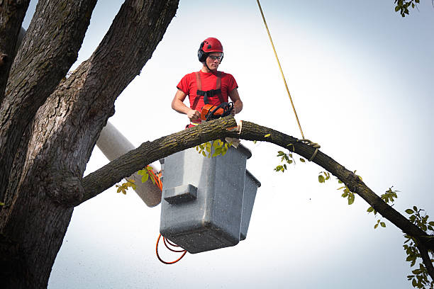 Best Best Tree Removal Services  in Estancia, NM